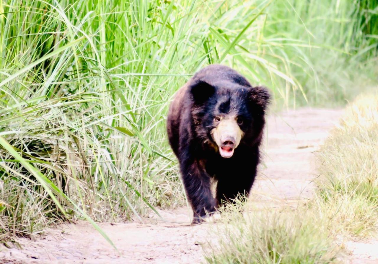 Safari Wildlife Lodge And Camp Chitwan Exterior foto